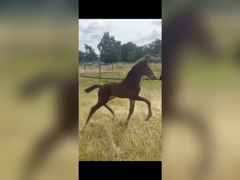 Hanoverian Stallion  16,3 hh Bay-Dark in M&#xF6;nchengladbach