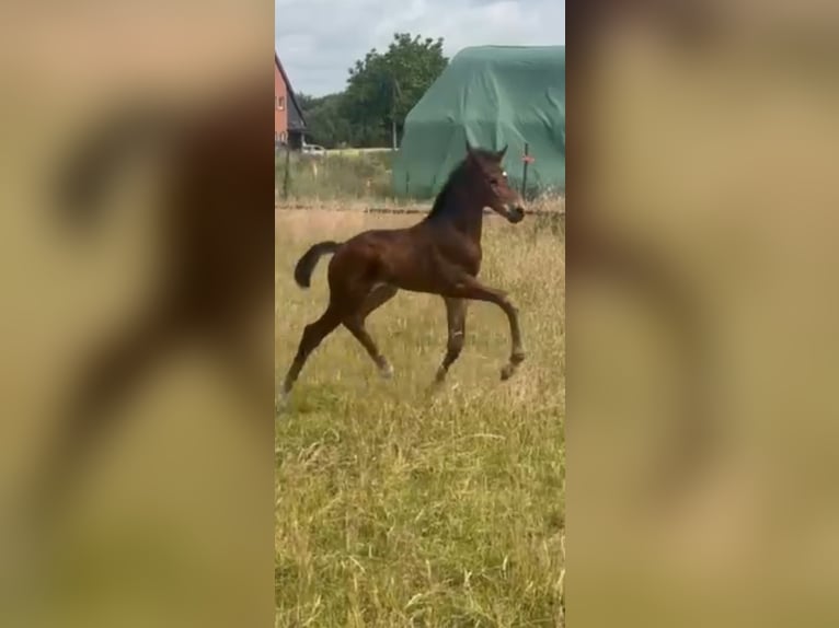 Hanoverian Stallion  16,3 hh Bay-Dark in M&#xF6;nchengladbach