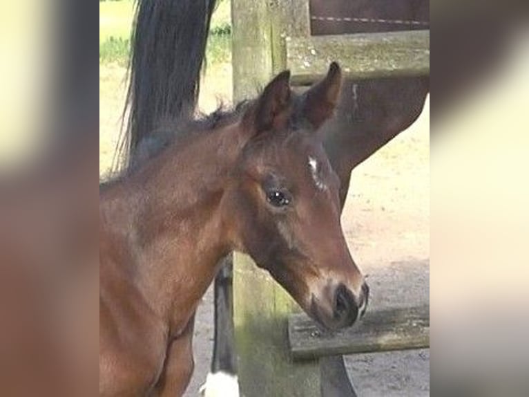 Hanoverian Stallion  16,3 hh Bay-Dark in Ratekau