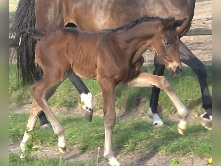 Hanoverian Stallion  16,3 hh Bay-Dark in Ratekau