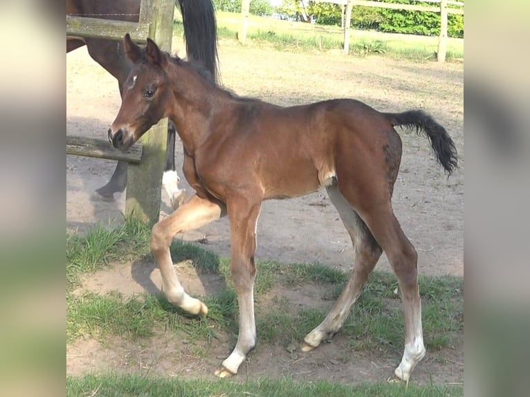 Hanoverian Stallion  16,3 hh Bay-Dark in Ratekau