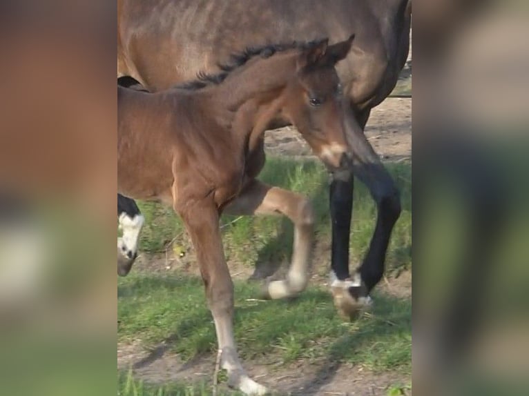 Hanoverian Stallion  16,3 hh Bay-Dark in Ratekau