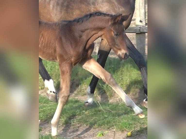Hanoverian Stallion  16,3 hh Bay-Dark in Ratekau