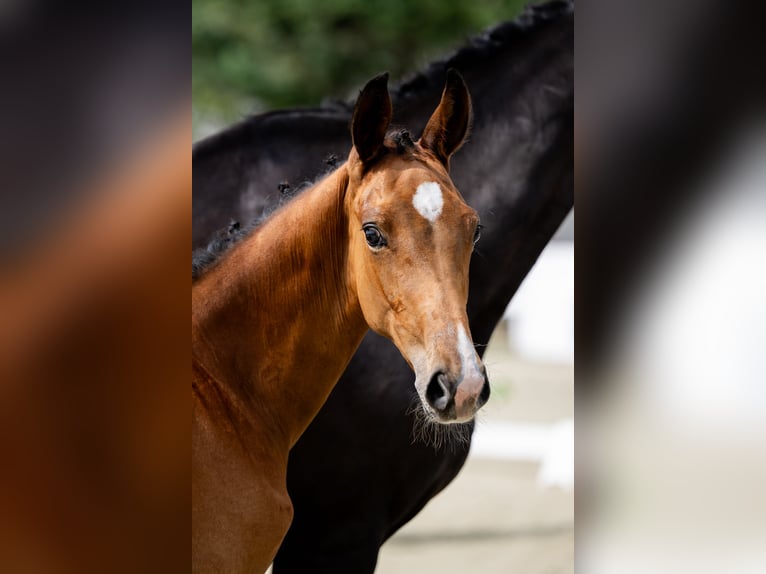 Hanoverian Stallion Foal (03/2025) 16,3 hh Bay in Chylice-Kolonia