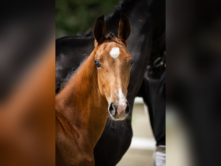 Hanoverian Stallion Foal (03/2025) 16,3 hh Bay in Chylice-Kolonia