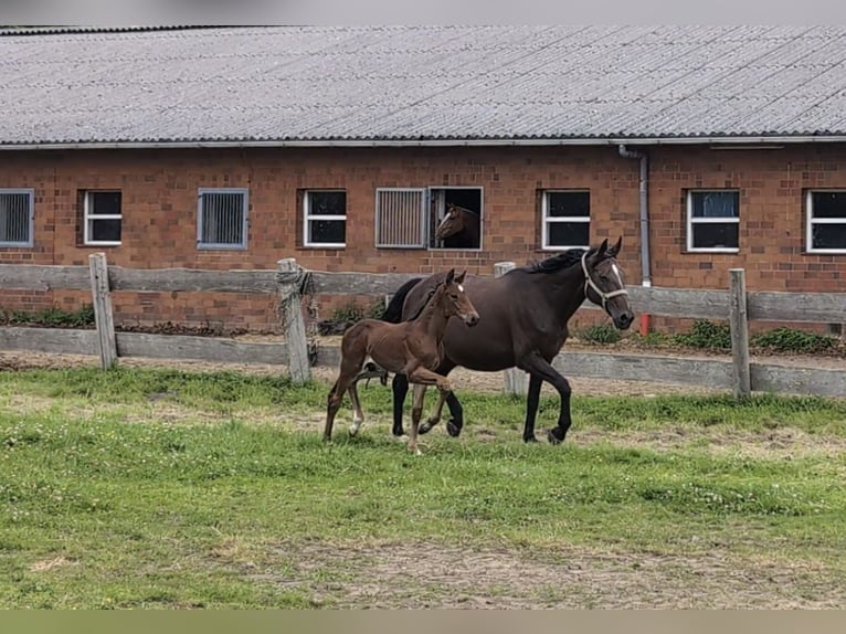 Hanoverian Stallion Foal (06/2025) 16,3 hh Brown in Belum