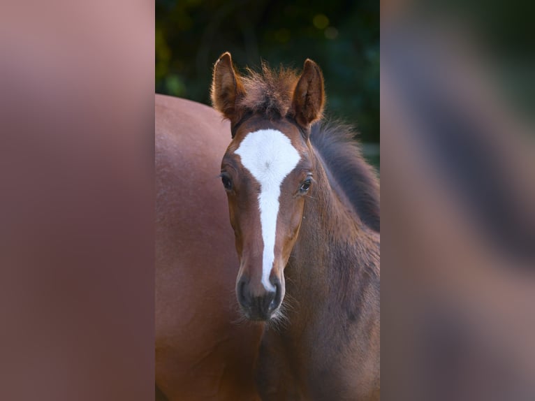 Hanoverian Stallion Foal (07/2025) 16,3 hh Brown in Farven