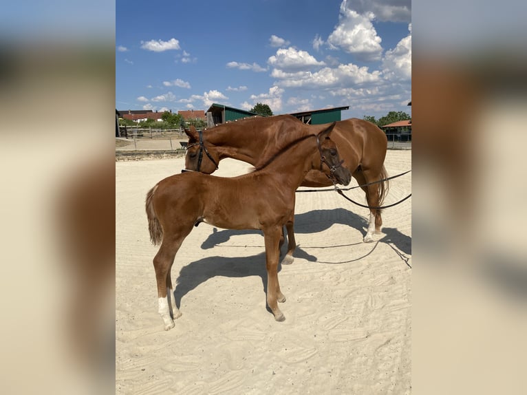 Hanoverian Stallion  16,3 hh Chestnut in Kolitzheim