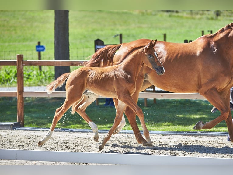 Hanoverian Stallion  16,3 hh Chestnut in Kolitzheim