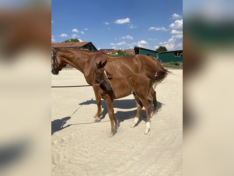 Hanoverian Stallion  16,3 hh Chestnut in Kolitzheim