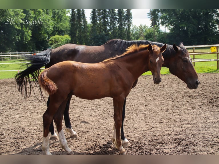 Hanoverian Stallion Foal (03/2025) 16,3 hh Chestnut in Visbek