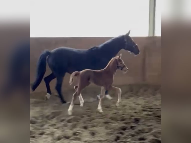 Hanoverian Stallion Foal (03/2025) 16,3 hh Chestnut in Visbek