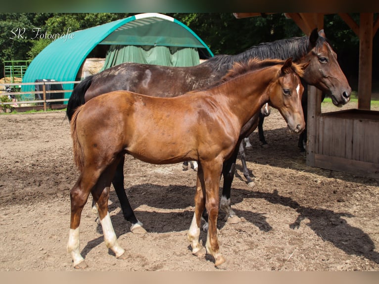 Hanoverian Stallion Foal (03/2025) 16,3 hh Chestnut in Visbek