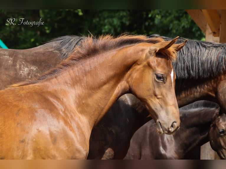 Hanoverian Stallion Foal (03/2025) 16,3 hh Chestnut in Visbek