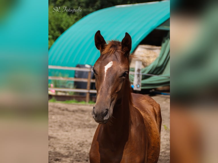 Hanoverian Stallion Foal (03/2025) 16,3 hh Chestnut in Visbek