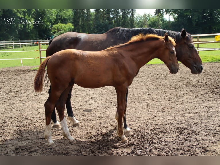 Hanoverian Stallion Foal (03/2025) 16,3 hh Chestnut in Visbek