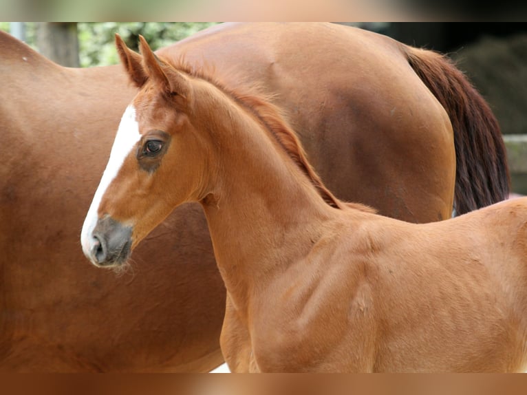 Hanoverian Stallion  16,3 hh Chestnut-Red in Kutenholz