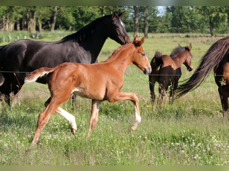Hanoverian Stallion  16,3 hh Chestnut-Red in Kutenholz
