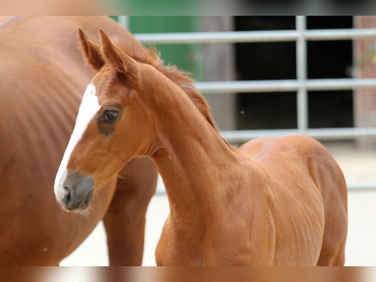 Hanoverian Stallion  16,3 hh Chestnut-Red in Kutenholz