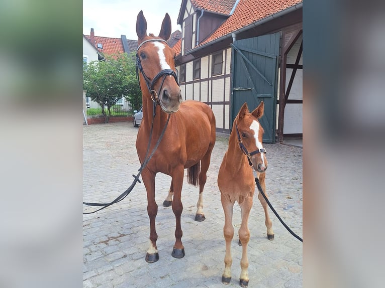 Hanoverian Stallion  16,3 hh Chestnut-Red in Mansfeld