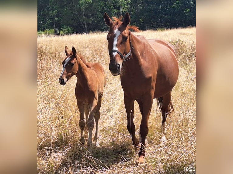 Hanoverian Stallion Foal (04/2025) 16,3 hh Chestnut-Red in Mansfeld