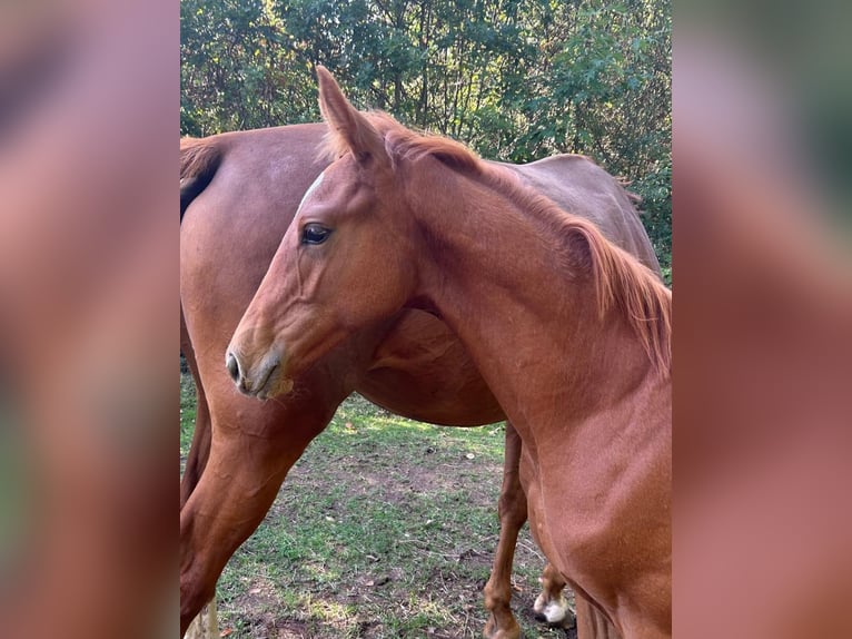 Hanoverian Stallion Foal (04/2025) 16,3 hh Chestnut-Red in Mansfeld