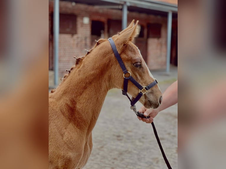Hanoverian Stallion  16,3 hh Chestnut-Red in Mansfeld
