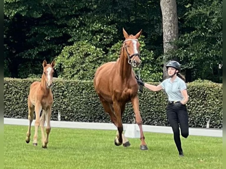Hanoverian Stallion  16,3 hh Chestnut-Red in Mansfeld