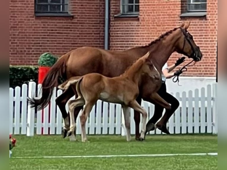 Hanoverian Stallion  16,3 hh Chestnut-Red in Mansfeld