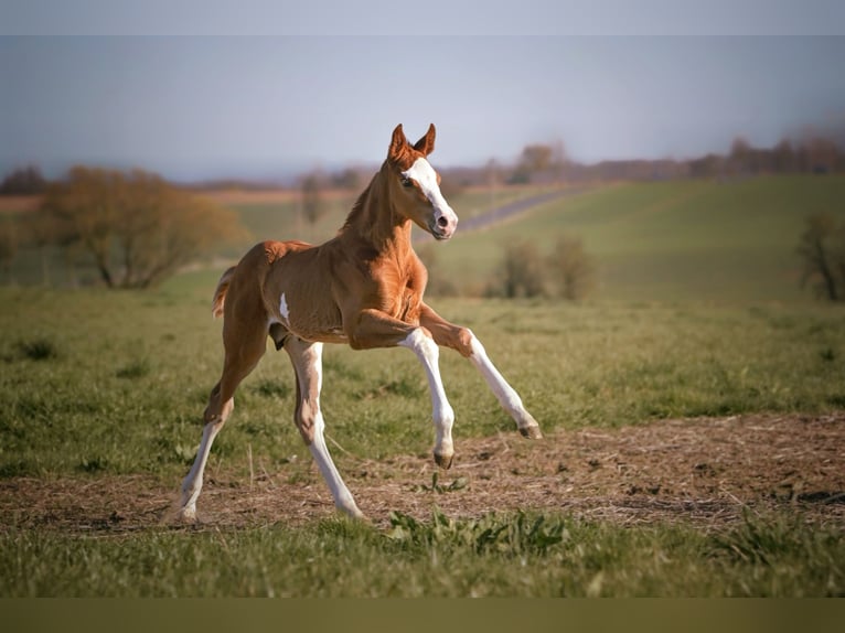 Hanoverian Stallion  16,3 hh Chestnut-Red in Wolsdorf