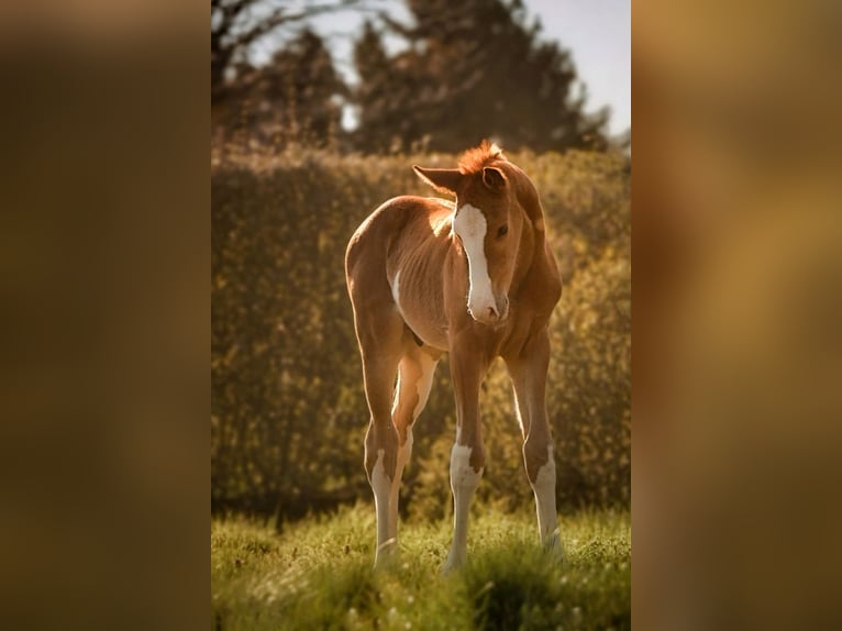 Hanoverian Stallion  16,3 hh Chestnut-Red in Wolsdorf