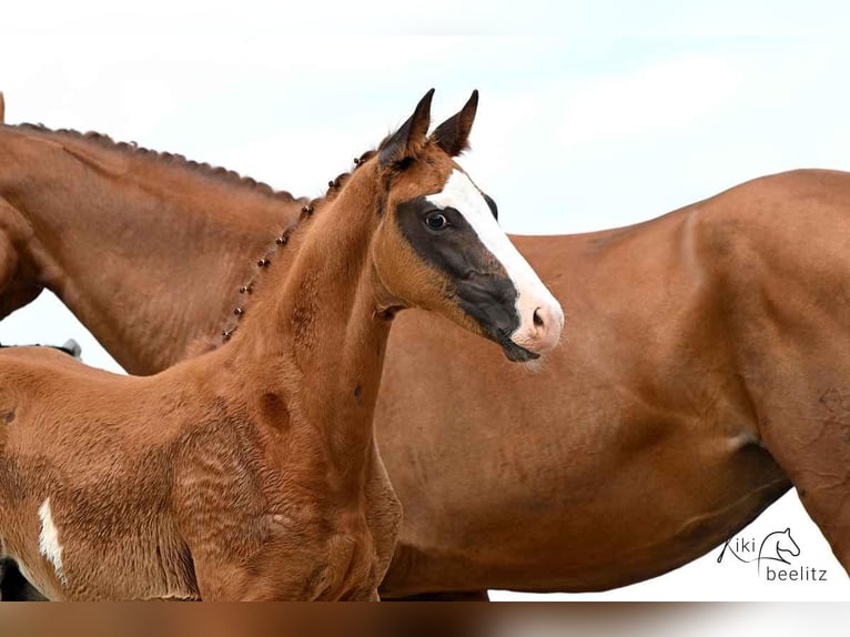Hanoverian Stallion  16,3 hh Chestnut-Red in Wolsdorf