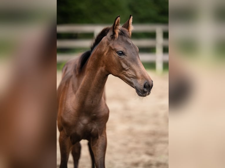 Hanoverian Stallion Foal (04/2025) 16,3 hh in Nordhorn