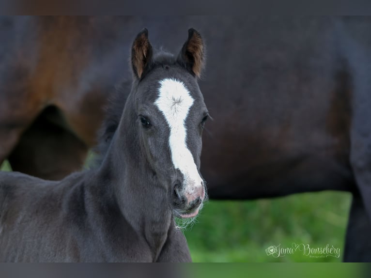 Hanoverian Stallion Foal (03/2025) 16,3 hh Palomino in Ahaus