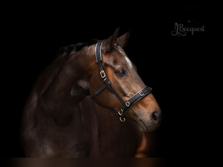 Hanoverian Stallion Foal (03/2025) 16,3 hh Palomino in Ahaus