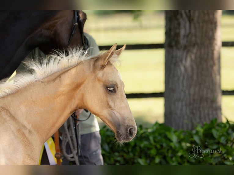 Hanoverian Stallion Foal (03/2025) 16,3 hh Palomino in Ahaus