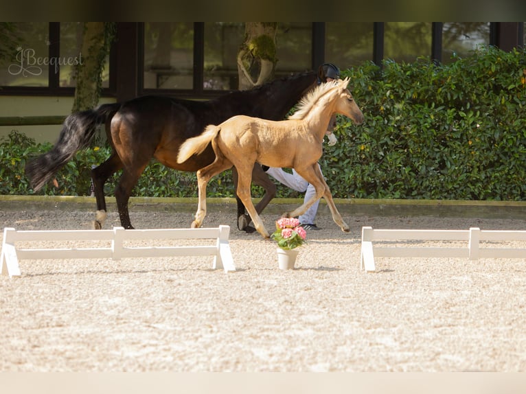 Hanoverian Stallion Foal (03/2025) 16,3 hh Palomino in Ahaus