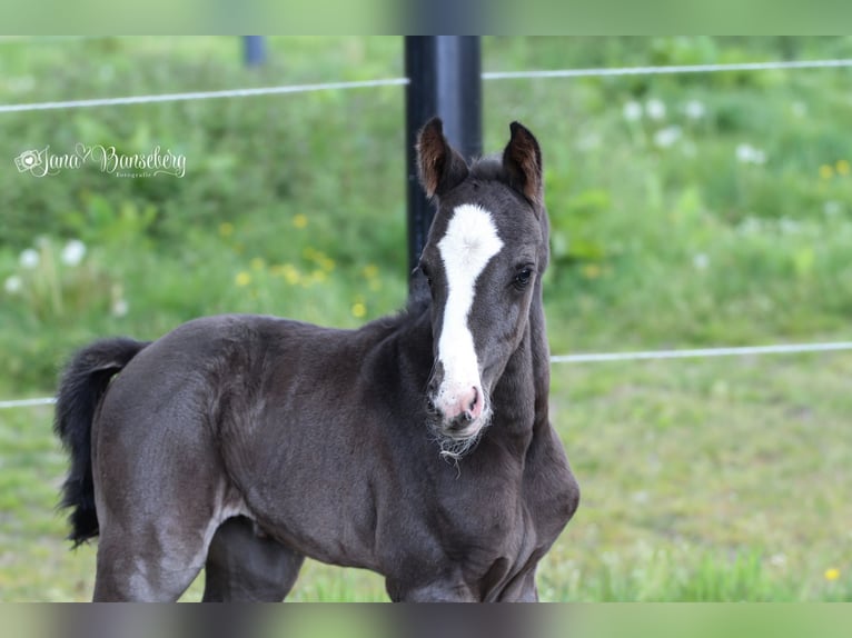 Hanoverian Stallion Foal (03/2025) 16,3 hh Palomino in Ahaus