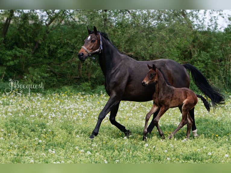 Hanoverian Stallion Foal (03/2025) 16,3 hh Palomino in Ahaus