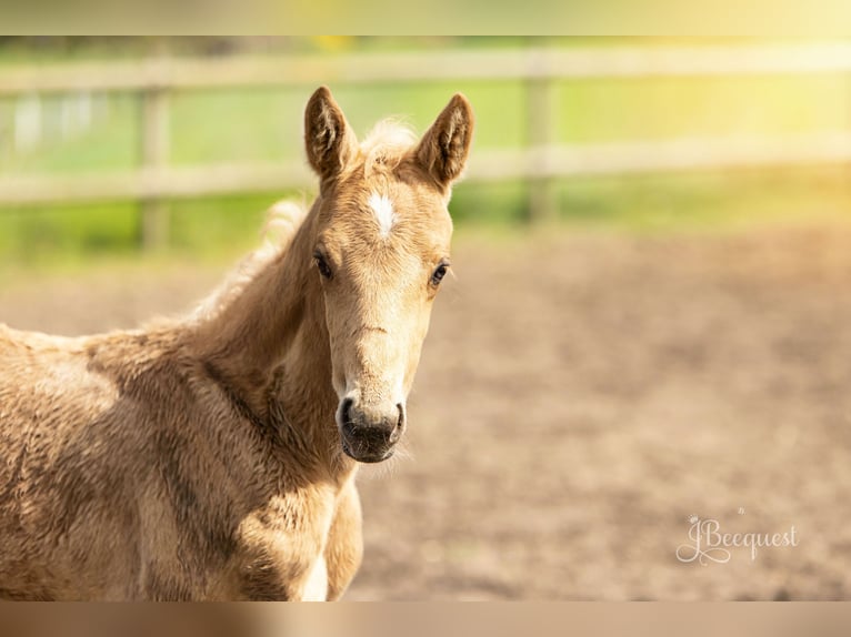 Hanoverian Stallion Foal (03/2025) 16,3 hh Palomino in Ahaus