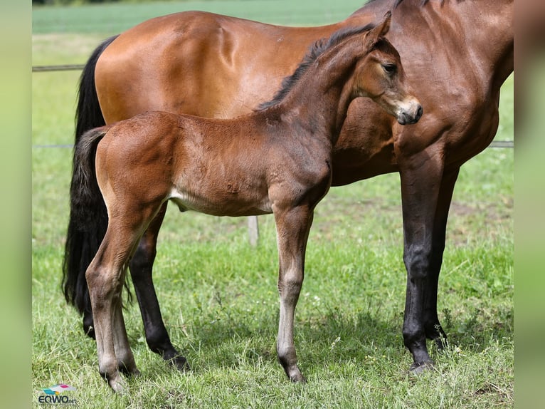 Hanoverian Stallion  17 hh Bay-Dark in F&#xFC;rstenau