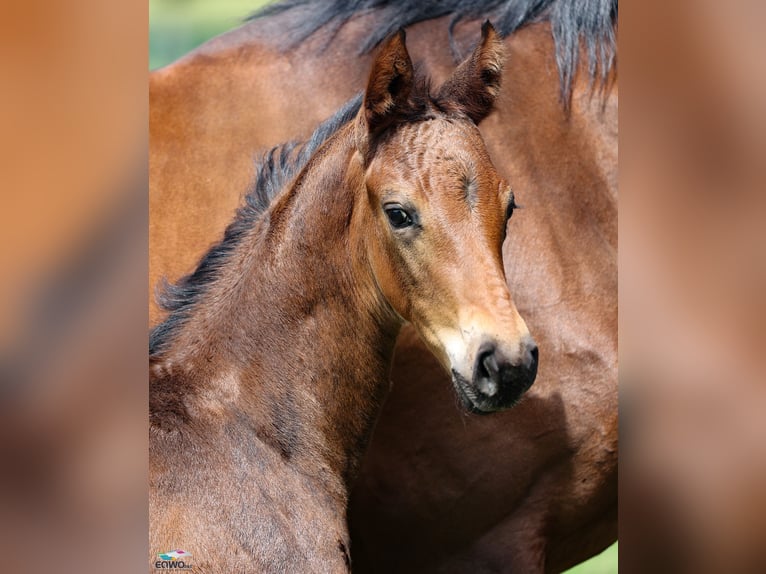 Hanoverian Stallion  17 hh Bay-Dark in F&#xFC;rstenau