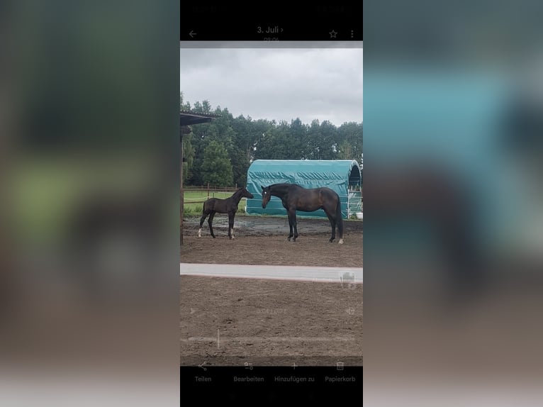 Hanoverian Stallion Foal (05/2026) 17 hh Black in Bergfeld