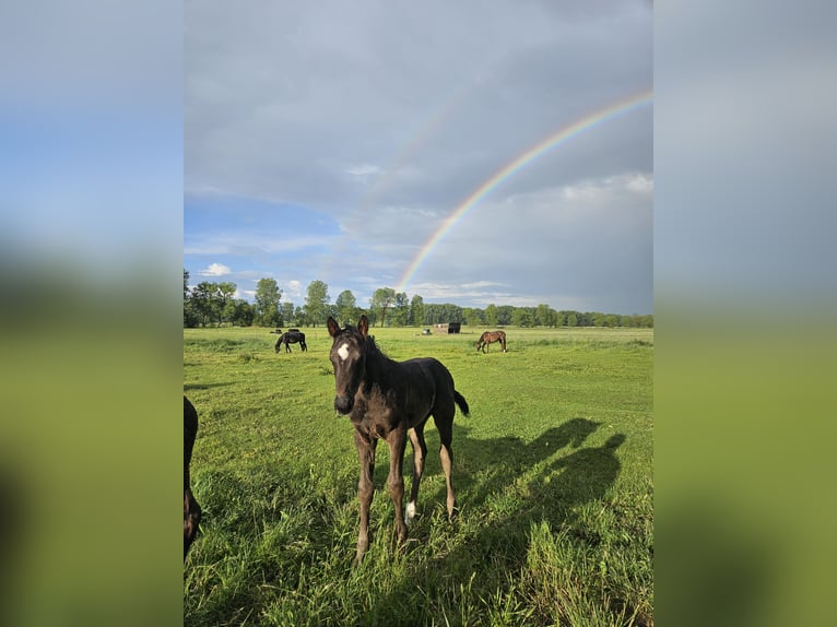 Hanoverian Stallion  17 hh Black in Eilsleben