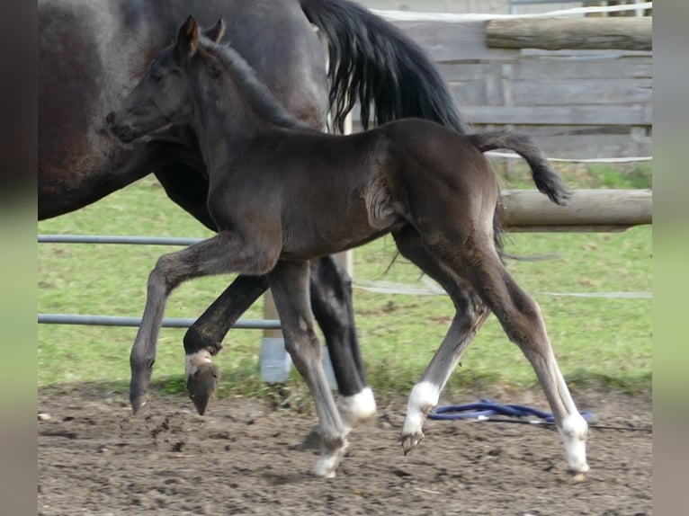 Hanoverian Stallion Foal (03/2026) 17 hh Black in Greifenstein