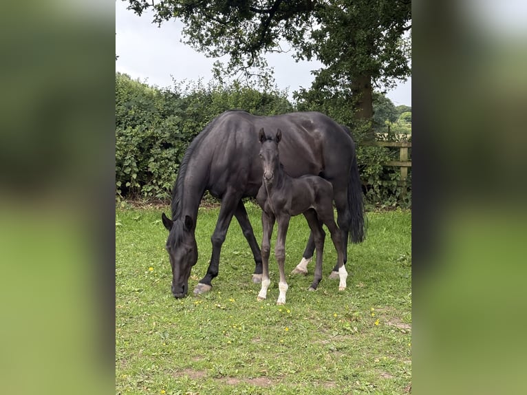 Hanoverian Stallion  17 hh Black in Manchester