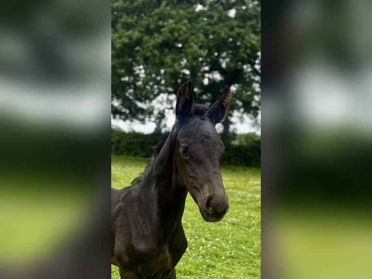Hanoverian Stallion  17 hh Black in Manchester