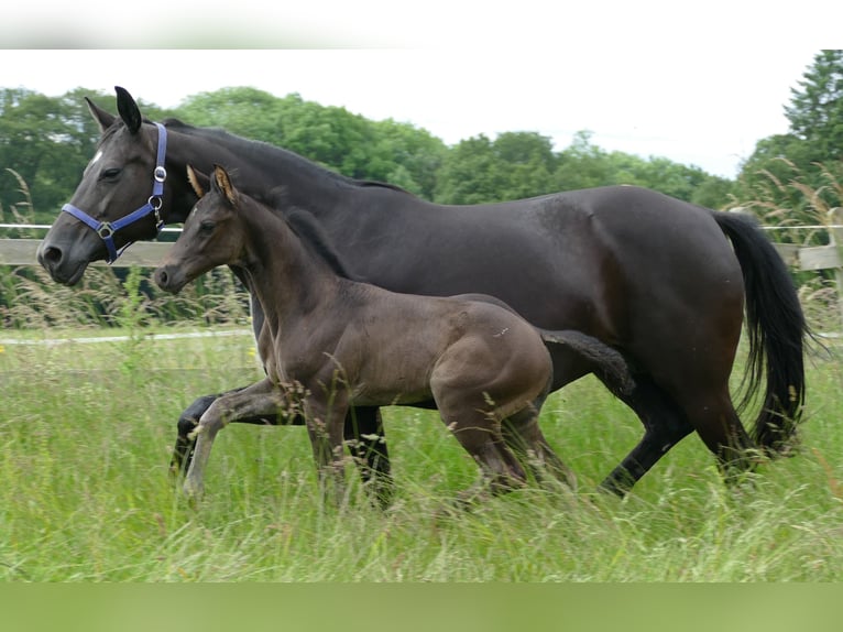 Hanoverian Stallion  17 hh Black in Greifenstein