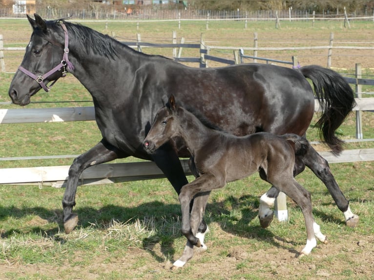 Hanoverian Stallion Foal (03/2026) 17 hh Black in Greifenstein