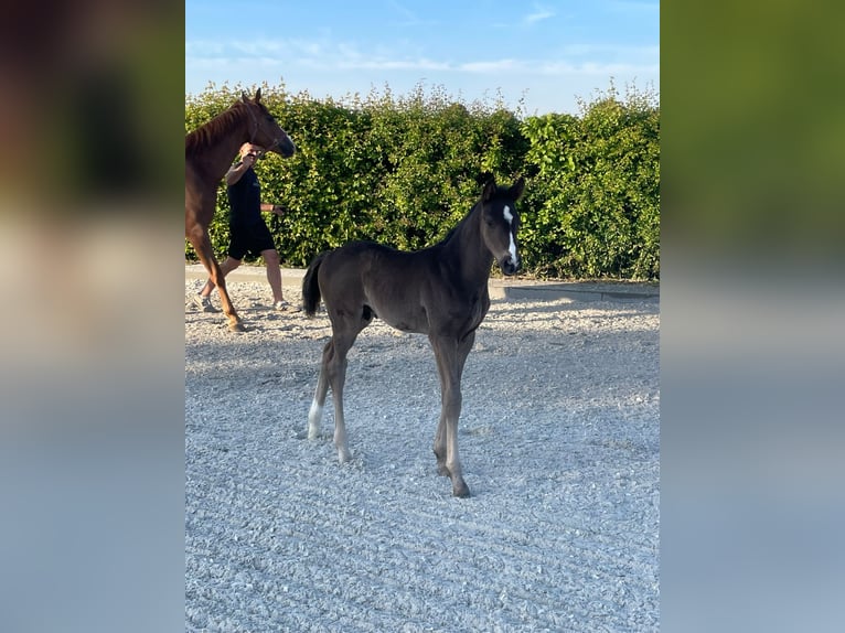Hanoverian Stallion  17 hh Black in Übach-Palenberg